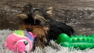 Female & Male Yorkie Puppies For Sale.tb. - Adelaide Dogs, Puppies