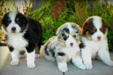 Australian Shepherd Puppies - Dubai Dogs, Puppies