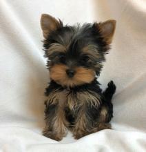 Yorkie puppies - Dubai Dogs, Puppies