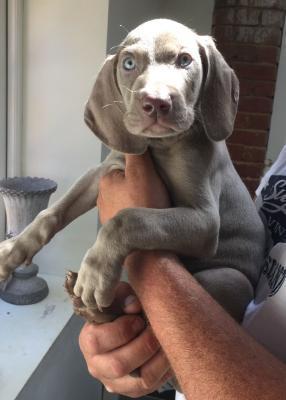 Wonderful Weimaraner Puppies For Sale To Any Caring Home whatsapp by text or call +33745567830