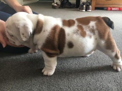 Healthy Purebred English Bulldog Puppies for sale whatsapp by text or call +33745567830