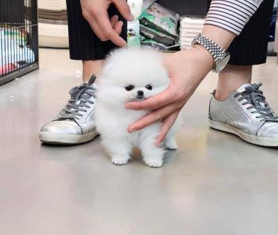 Socialized Teacup Pomeranian Puppies for sale whatsapp by text or call +33745567830