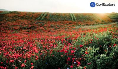 Explore Nature's Canvas: Valley of Flowers Trek