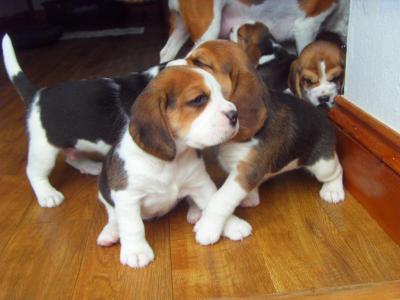 Beagle Puppies - Berlin Dogs, Puppies