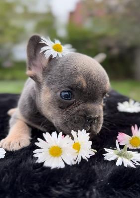 Blue French Bulldog - Vienna Dogs, Puppies