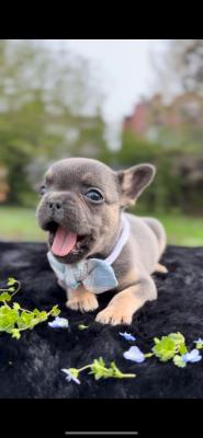 Blue French Bulldog - Vienna Dogs, Puppies