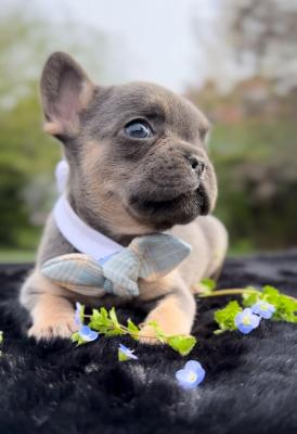 Blue French Bulldog - Vienna Dogs, Puppies