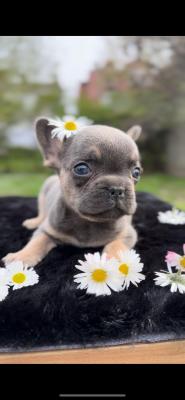 Blue French Bulldog - Vienna Dogs, Puppies