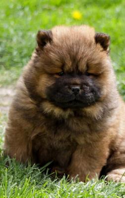 Chow chow - Vienna Dogs, Puppies