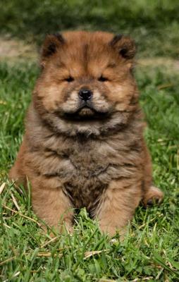 Chow chow - Vienna Dogs, Puppies