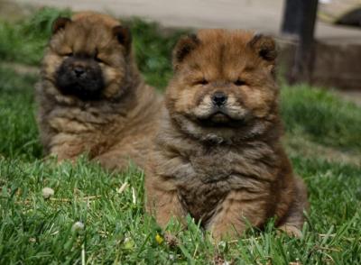 Chow chow - Vienna Dogs, Puppies