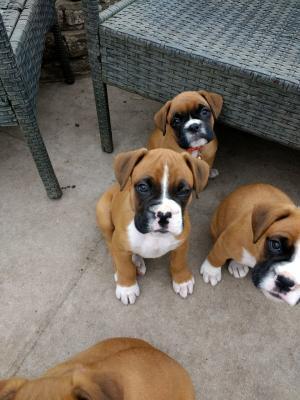 Boxer Puppies - Berlin Dogs, Puppies