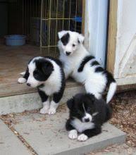 Border collie Puppies - Berlin Dogs, Puppies