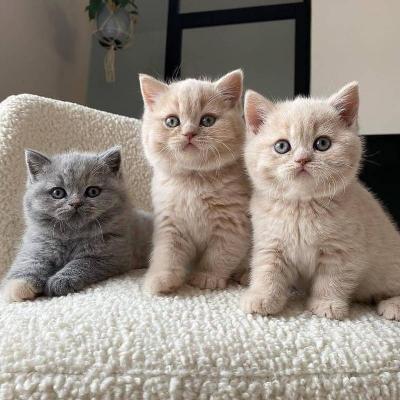 British Shorthair kittens - Berlin Cats, Kittens