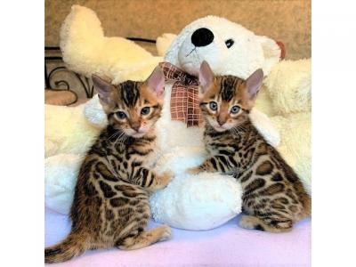 Bengal kittens - Berlin Cats, Kittens