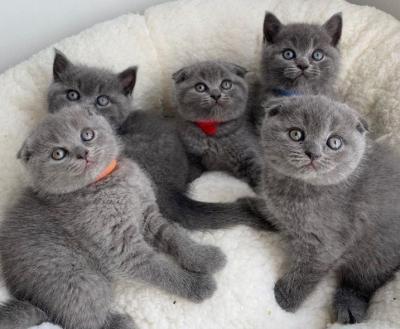 Scottish fold kittens - Berlin Cats, Kittens