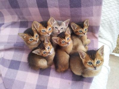 Abyssinian kittens - Berlin Cats, Kittens