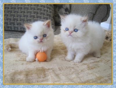 Himalayan kittens - Berlin Cats, Kittens