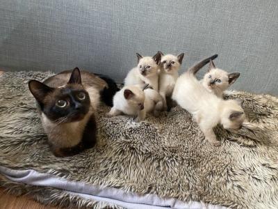 Siamese kittens - Berlin Cats, Kittens