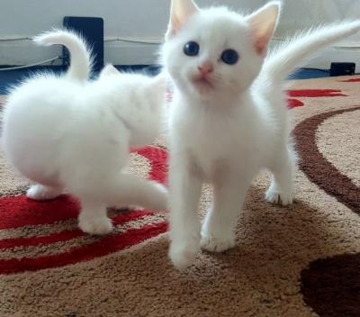 Turkish Angora kittens - Berlin Cats, Kittens