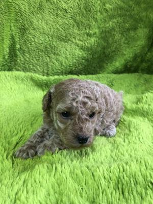 Apricot poodle - Vienna Dogs, Puppies