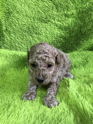 Apricot poodle - Vienna Dogs, Puppies