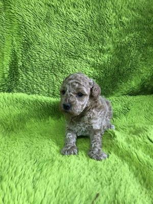 Apricot poodle - Vienna Dogs, Puppies