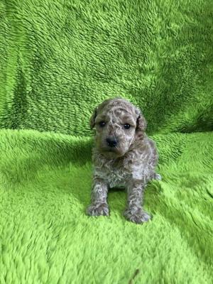 Apricot poodle - Vienna Dogs, Puppies