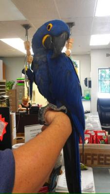 Talking Parrots For Sale | Baby Parrots For Sale | Parrot Eggs For Sale - Zurich Birds