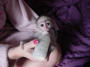 Amazing Male and Female Capuchin Monkeys for Sale whatsapp by text or call +33745567830