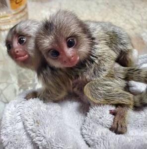 Adorable Marmoset monkeys are ready to give up for sale whatsapp by text or call +33745567830