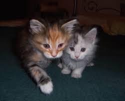 Lovely male and female Maine Coon kittens ready for sale whatsapp by text or call +33745567830
