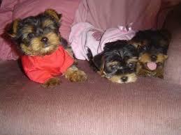 Adorable male and female Teacup Yorkie puppies for sale whatsapp by text or call +33745567830 - Madrid Dogs, Puppies