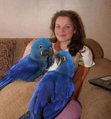 Talking Hyacinth Macaw Parrots available for sale whatsapp by text or call +33745567830