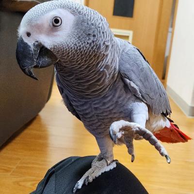 Talking male and female African Grey Parrots for sale whatsapp by text or call +33745567830 - Dubai Birds