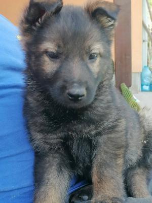 German shepherd puppies - Vienna Dogs, Puppies