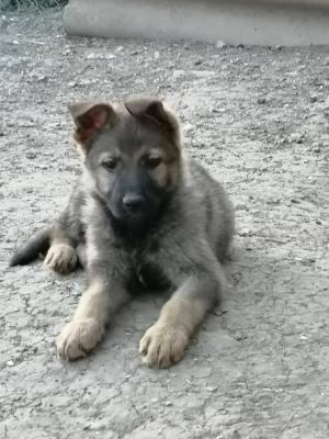 German shepherd puppies - Vienna Dogs, Puppies