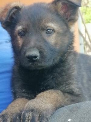 German shepherd puppies - Vienna Dogs, Puppies