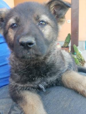 German shepherd puppies - Vienna Dogs, Puppies