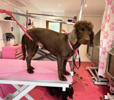 Best Puppy Grooming in Roydon - Other Other