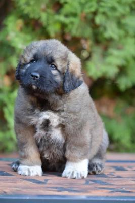 CAUCASIAN SHEPHERD puppies - Vienna Dogs, Puppies