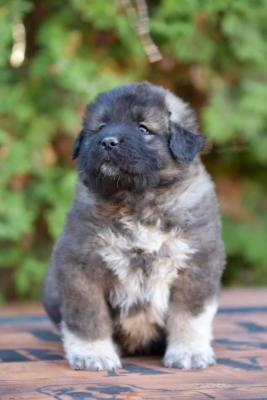 CAUCASIAN SHEPHERD puppies - Vienna Dogs, Puppies