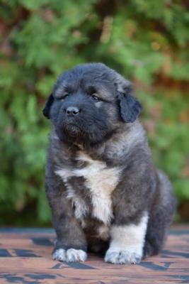 CAUCASIAN SHEPHERD puppies - Vienna Dogs, Puppies