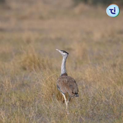 Project Great Indian Bustard - Delhi Blogs