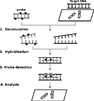  What are the different types of IN SITU HYBRIDIZATION PROBES