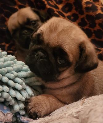 Pug puppies - Vienna Dogs, Puppies