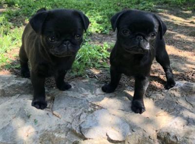 Pug puppies - Vienna Dogs, Puppies