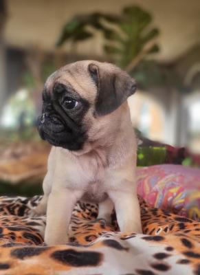 Pug puppies - Vienna Dogs, Puppies