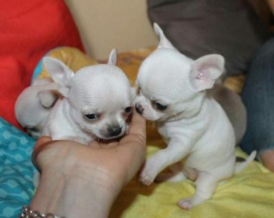 Chihuahua puppies - Vienna Dogs, Puppies