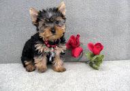 Yorkie puppies - Vienna Dogs, Puppies